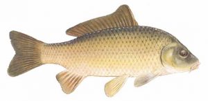 Fishing Common Carp