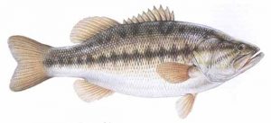 Fishing Largemouth Bass