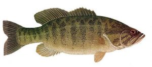 Fishing Smallmouth Bass