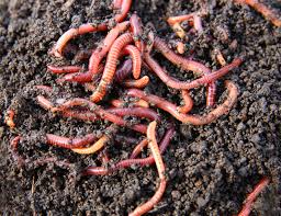 live worms for fishing, live worms for fishing Suppliers and